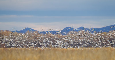 Dancing Cranes