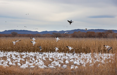 SNOW GEESE