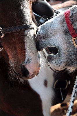 Livestock auction gossip.