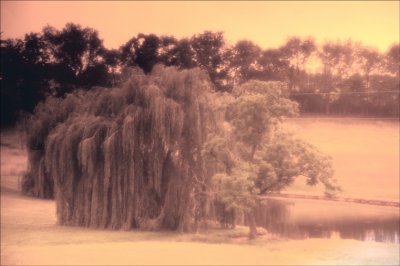 Willows.