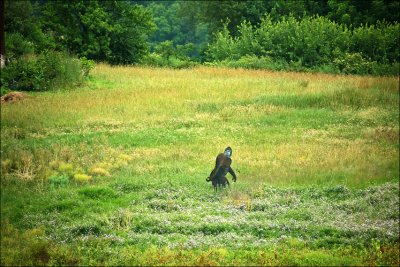 Big Foot sighting. Moresburg, Pa.