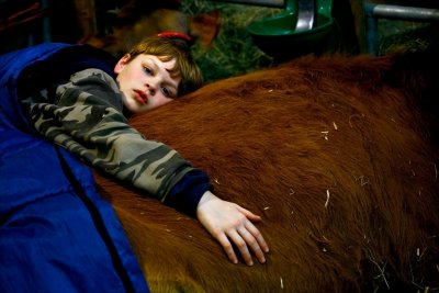 Sleeping with his pet cow.