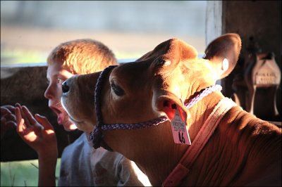 Just been kissed by a Cow!