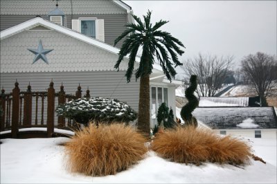 Palm Tree Winter.