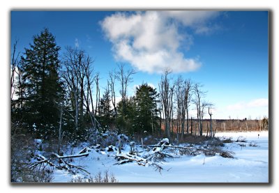 Flooded forest in winter. Red Rock Mountain,Pa.