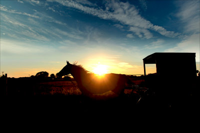 Horse and buggy sunset Indiana.