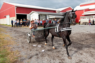 Amish horse auction. Center Hall, Pa.