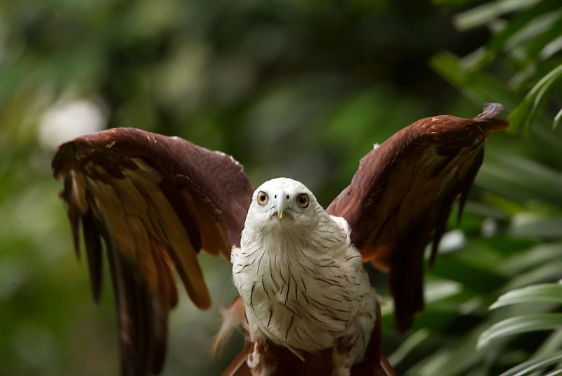 Brahminy Kite