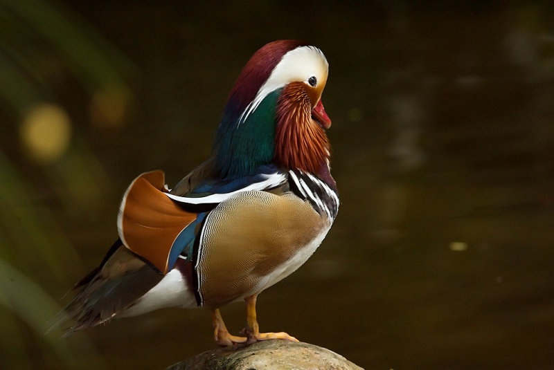 Mandarin Duck
