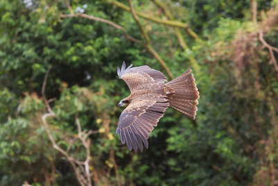 Black Kite