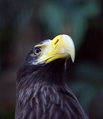 Stellars Sea Eagle