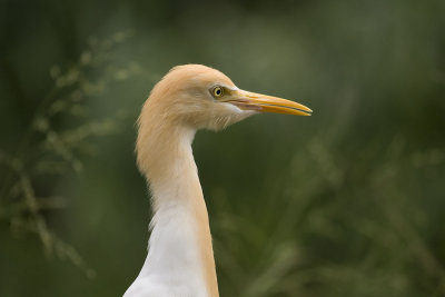 Cattle Egret