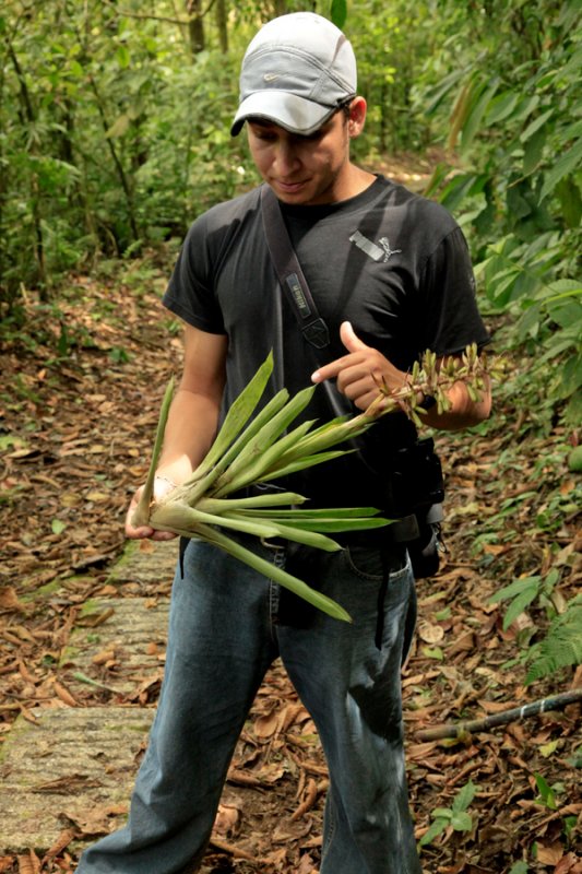 Meyo showing us the Bromiliad