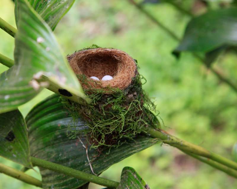 Humming Bird Nest