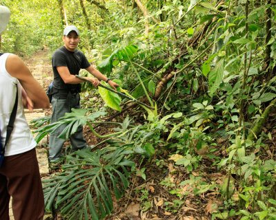 Rainforest foliage