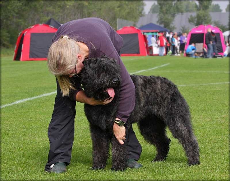 Bouvier Des Flandre - Baffi