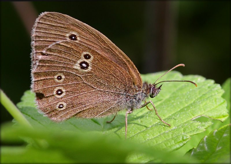 Engrandje - Aphantopus Hyperantus