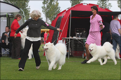 Samoyeds