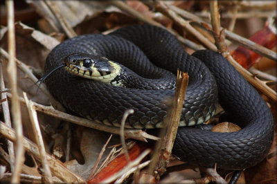 Grass Snake - Snog - Natrix Natrix