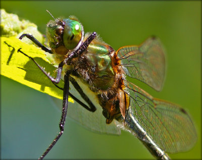Cordulia Aenea