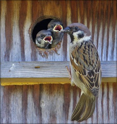 Tree Sparrow - Skovspurv