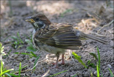 A hot summers day for a young treesparrow