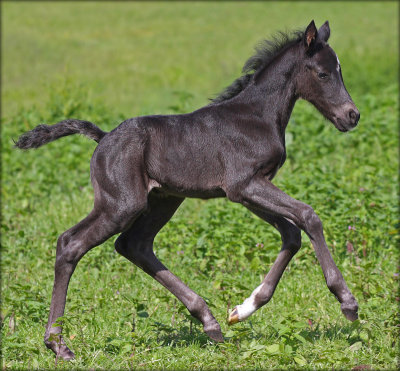 Fredbo's Garmin - 3 days old