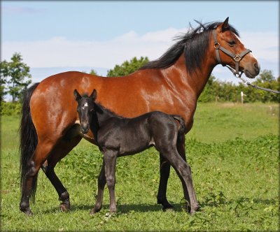 Garmin with his mother Bohemo Iris