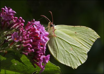 Gonepterys Rhamni - Citronsommerfugl