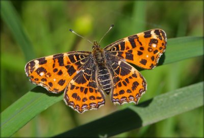 Araschnia Levana - Nldesommerfugl