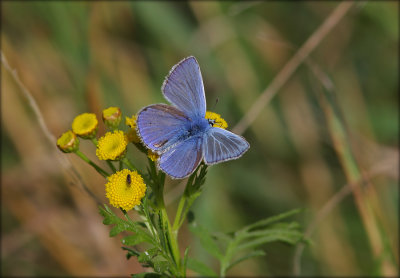 Polyommatus Icarus - Male /  Almindelig Blfugl - Han