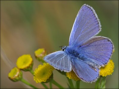 Polyommatus Icarus - Male /  Almindelig Blfugl - Han