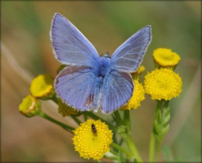 Polyommatus Icarus - Male /  Almindelig Blfugl - Han