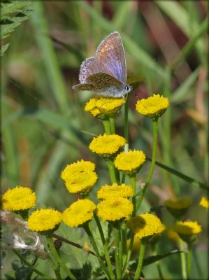 Polyommatus Icarus - Female /  Almindelig Blfugl - Hun