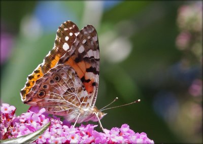 Vanessa Cardui - Tidselsommerfugl