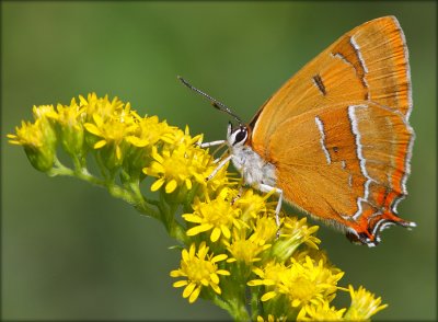 Butterflies In Denmark