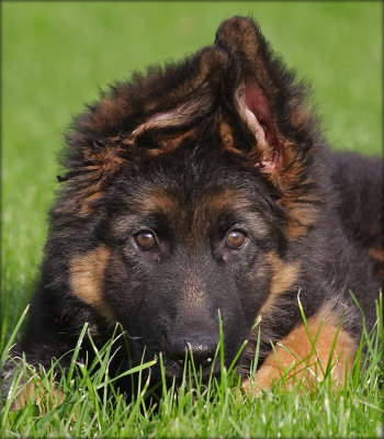Medoc - 10 weeks