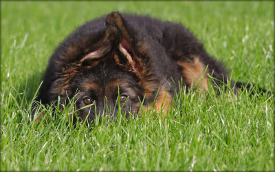 Medoc - 10 weeks