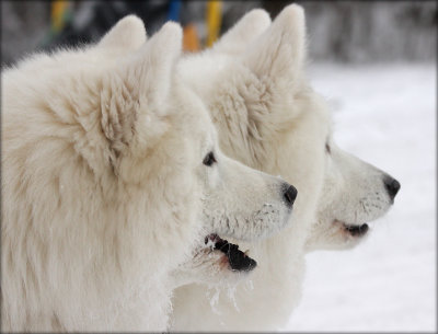 Penny and Alpha