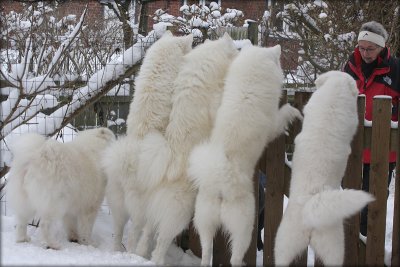 5 samoyeds waiting for their young friend Spot