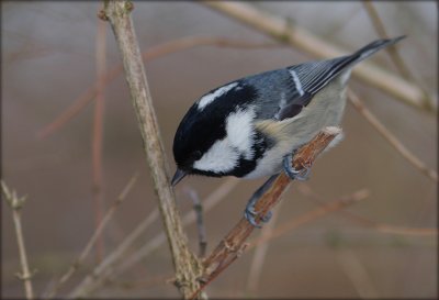 Sortmejse - Parus Ater