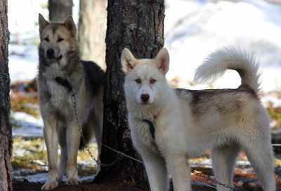 Greenland Dogs Arve and Starke