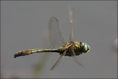 Cordulia Aenea