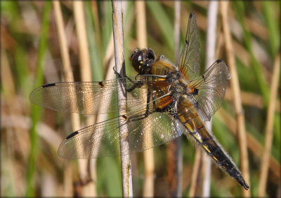 Libellula Quadrimaculata