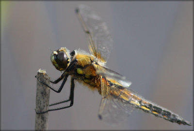 Libellula Quadrimaculata
