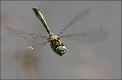 Cordulia Aenea