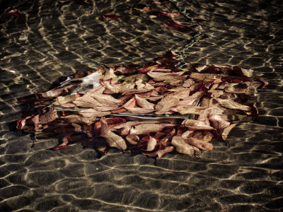 Underwater leaves