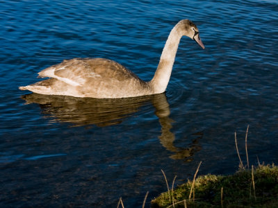 Postcard swan.jpg
