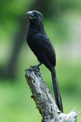 IMG_9868.JPG