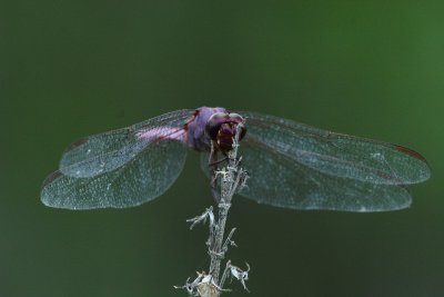 IMG_9925.JPG
